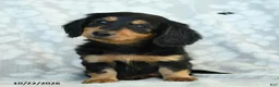 Miniature Dachshund dogs for sale: Pepper - Ad 5