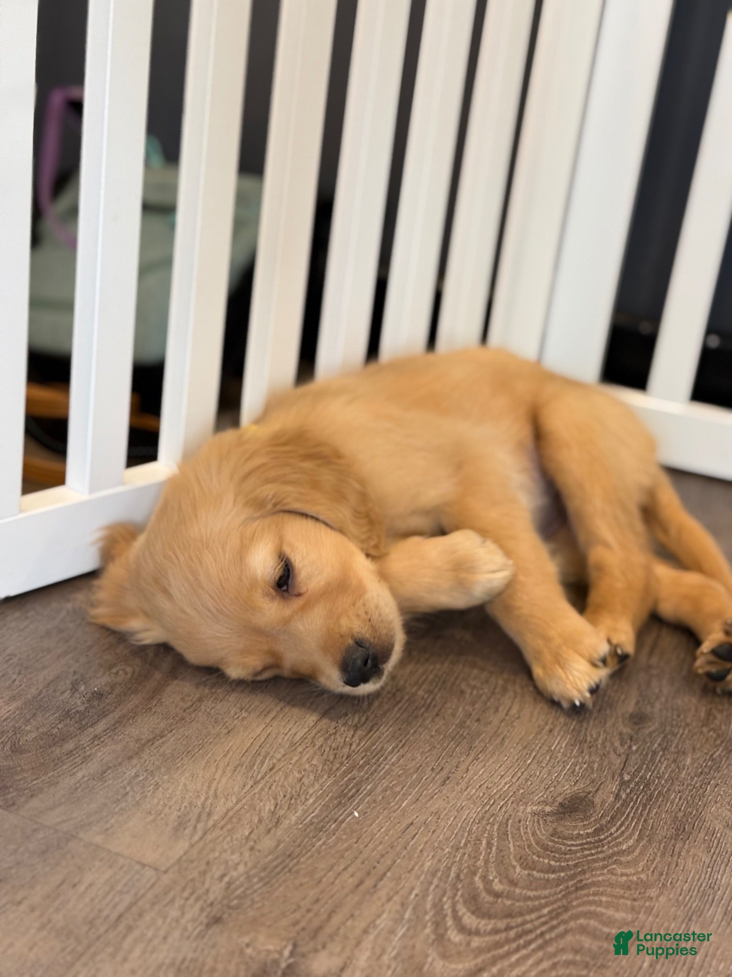 Golden Retriever dogs for sale: Purple Collar - Ad 1