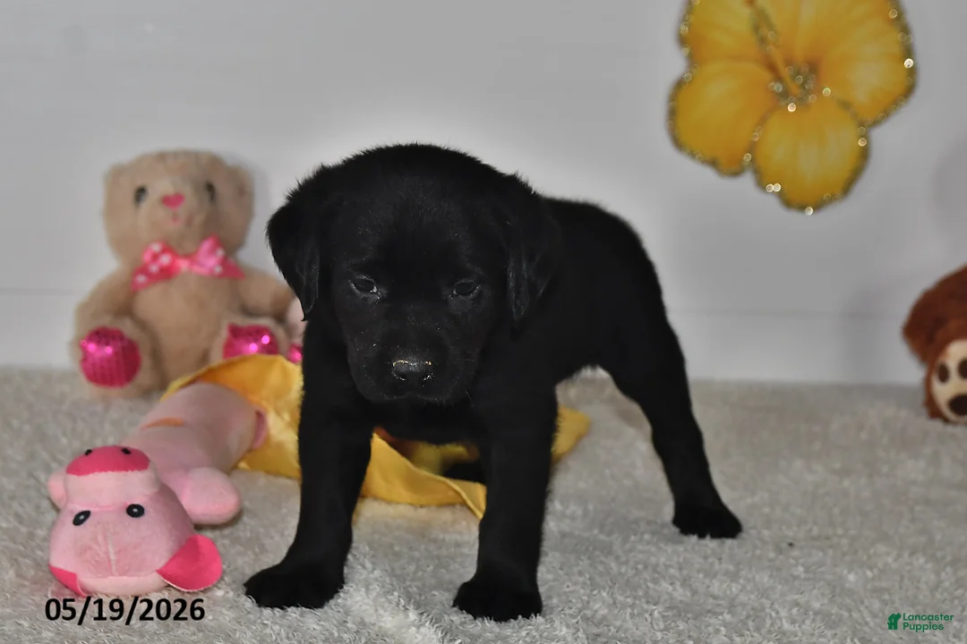 Labrador Retriever dogs for sale: Rory - Ad 2