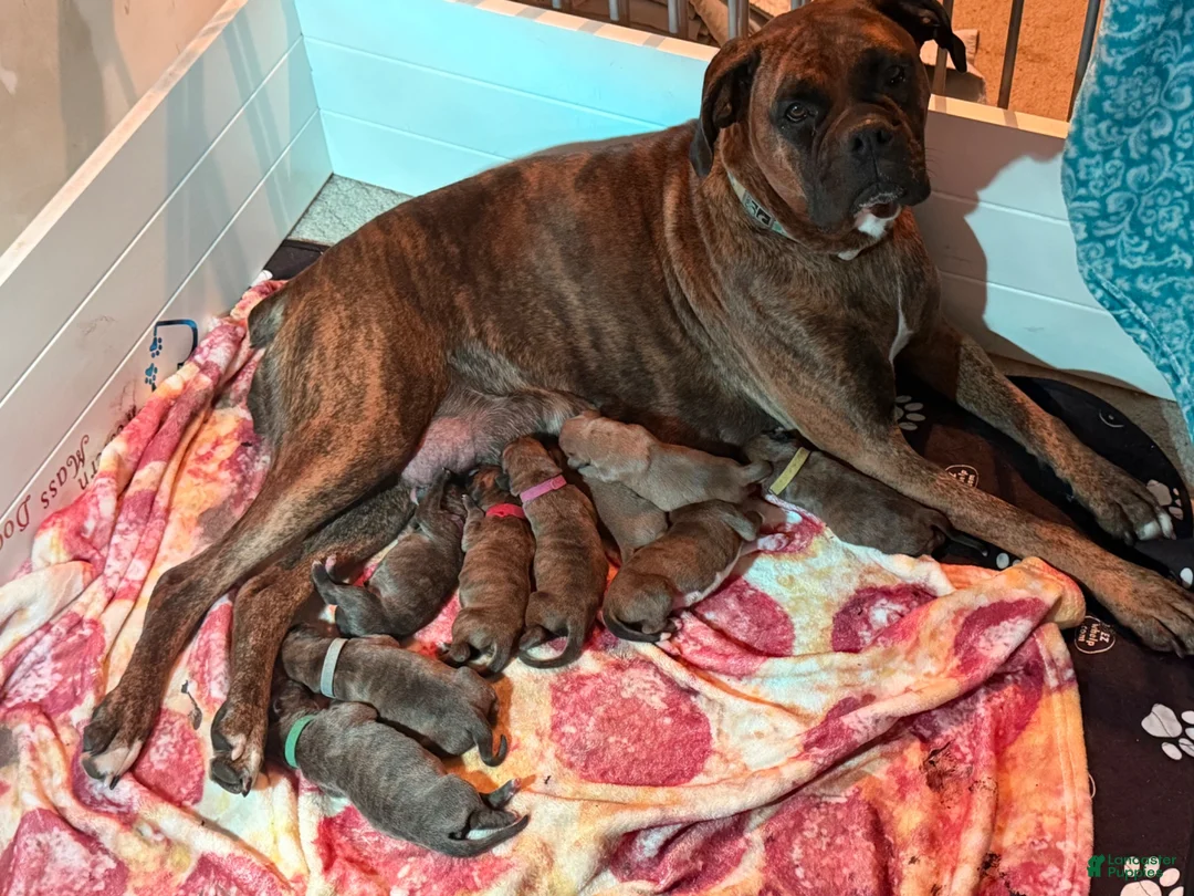 Boxer dogs for sale: Burgundy collar girl - Ad 2