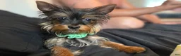 Yorkshire Terrier dogs for sale: Yorkshire Terrier 1 - Ad 7