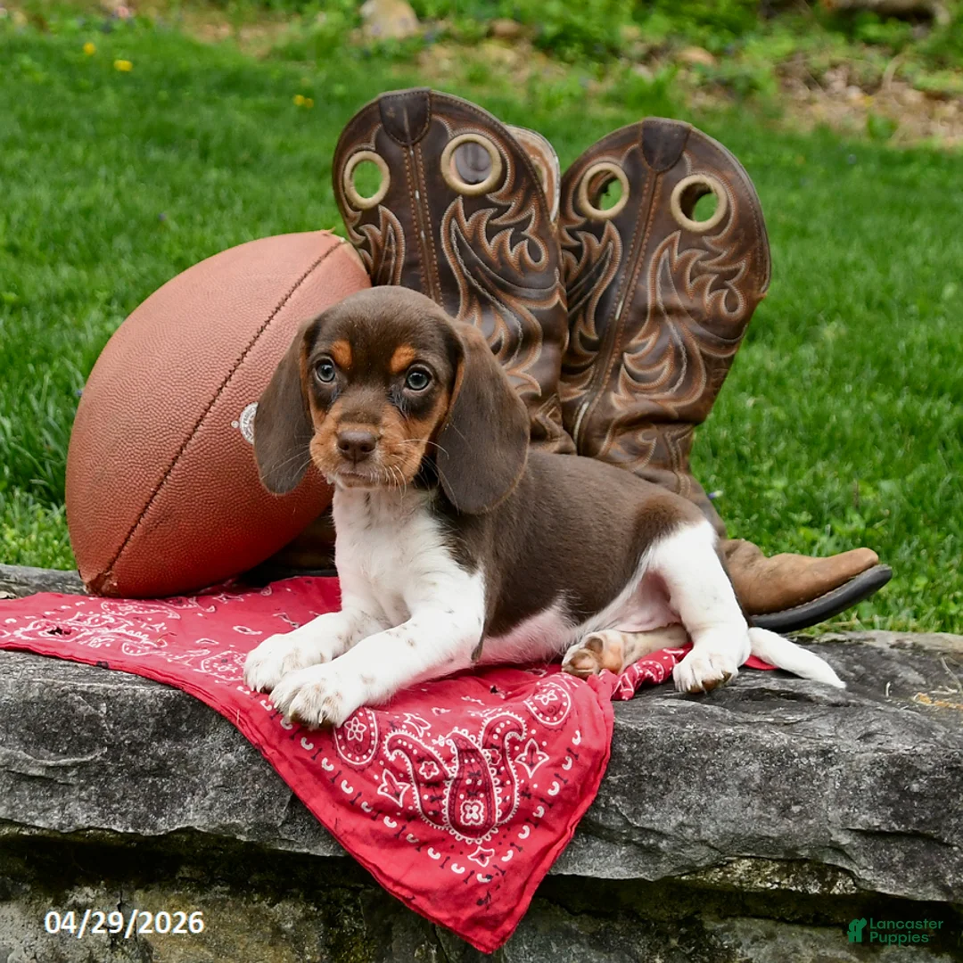 Beagle dogs for sale: Skye - Ad 2