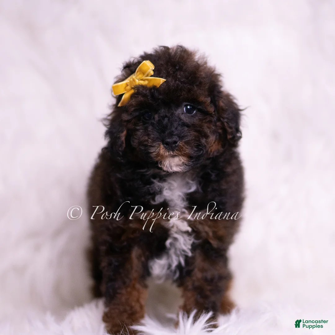 Toy Poodle dogs for sale: Lukie - Ad 2