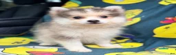 Pomsky dogs for sale: Drake - Ad 14