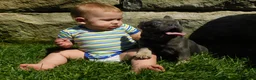 French Bulldog dogs for sale: French Bulldog 1 - Ad 7