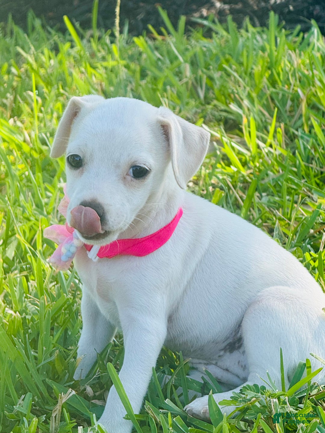 Jack Russell Terrier dogs for sale: Jack Russell Terrier Puppy 1 - Ad 4
