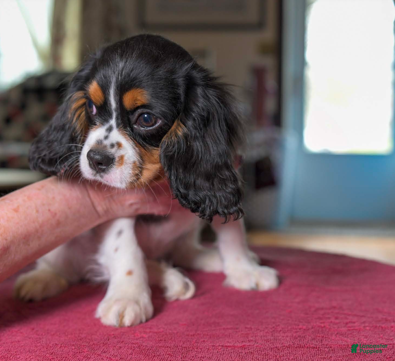 Cavalier King Charles Spaniel dogs Hazel - Ad 2