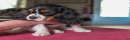 Cavalier King Charles Spaniel dogs for sale: Hazel - Ad 2