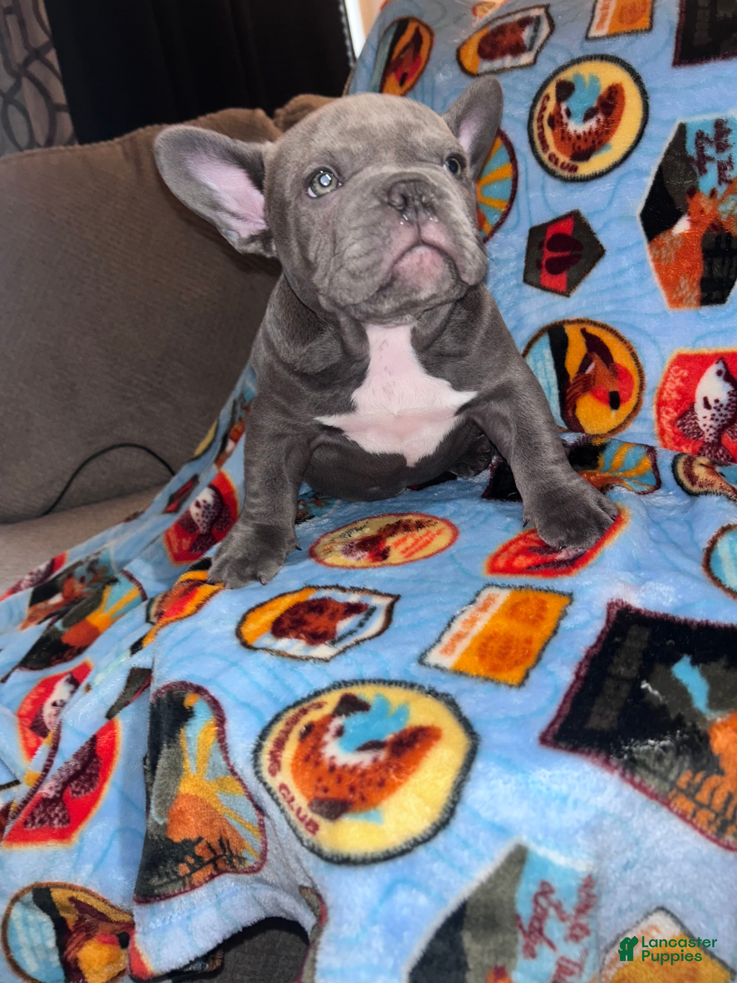 American Bully dogs American Bully Puppy 3 - Ad 31