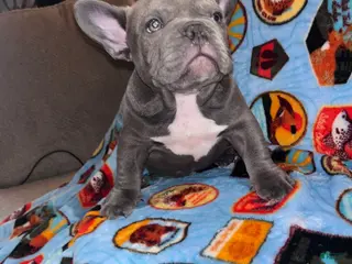 American Bully dogs American Bully Puppy 3 - Ad 31