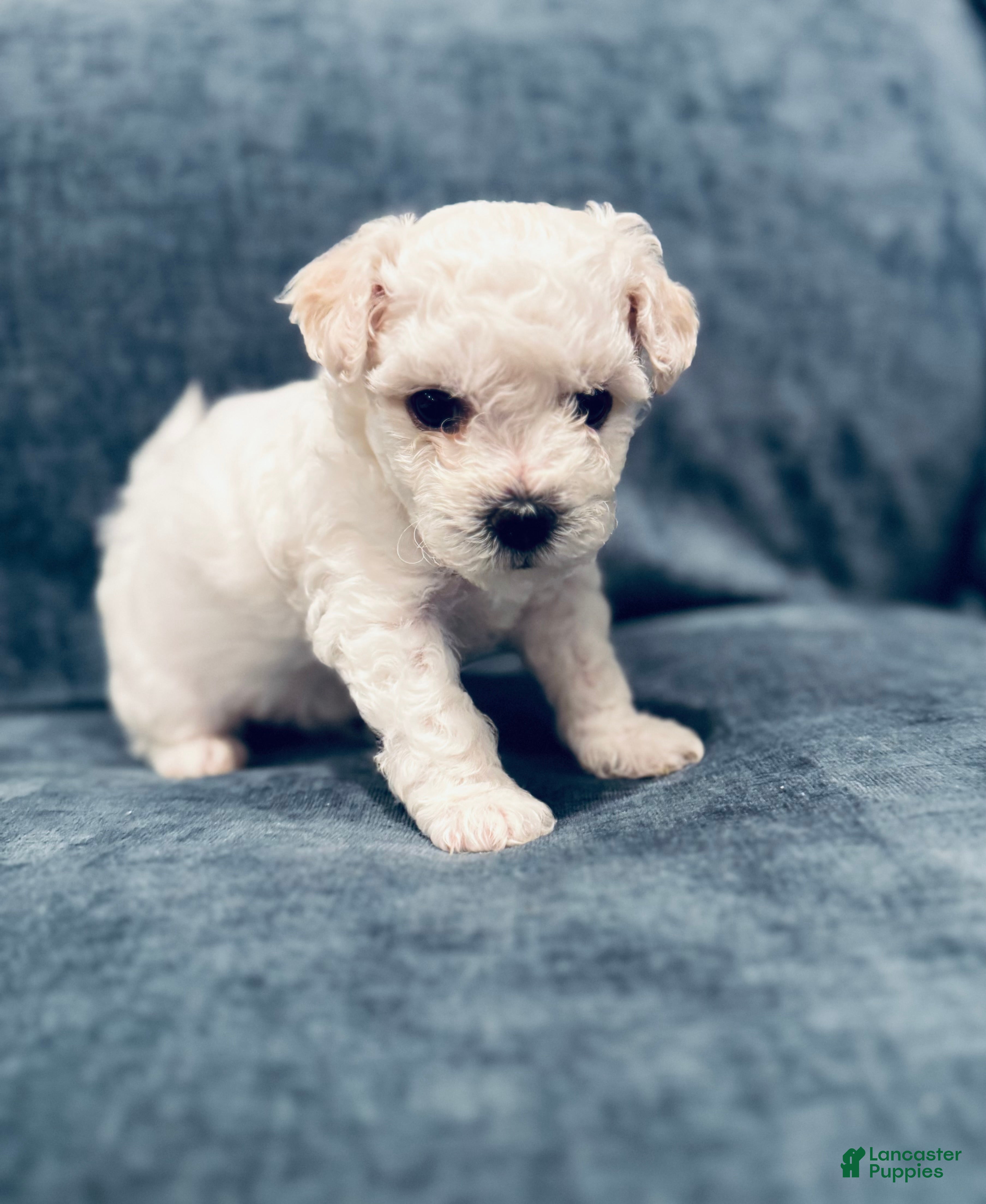 Bichon Frise dogs Bichon Frise 2 - Ad 30