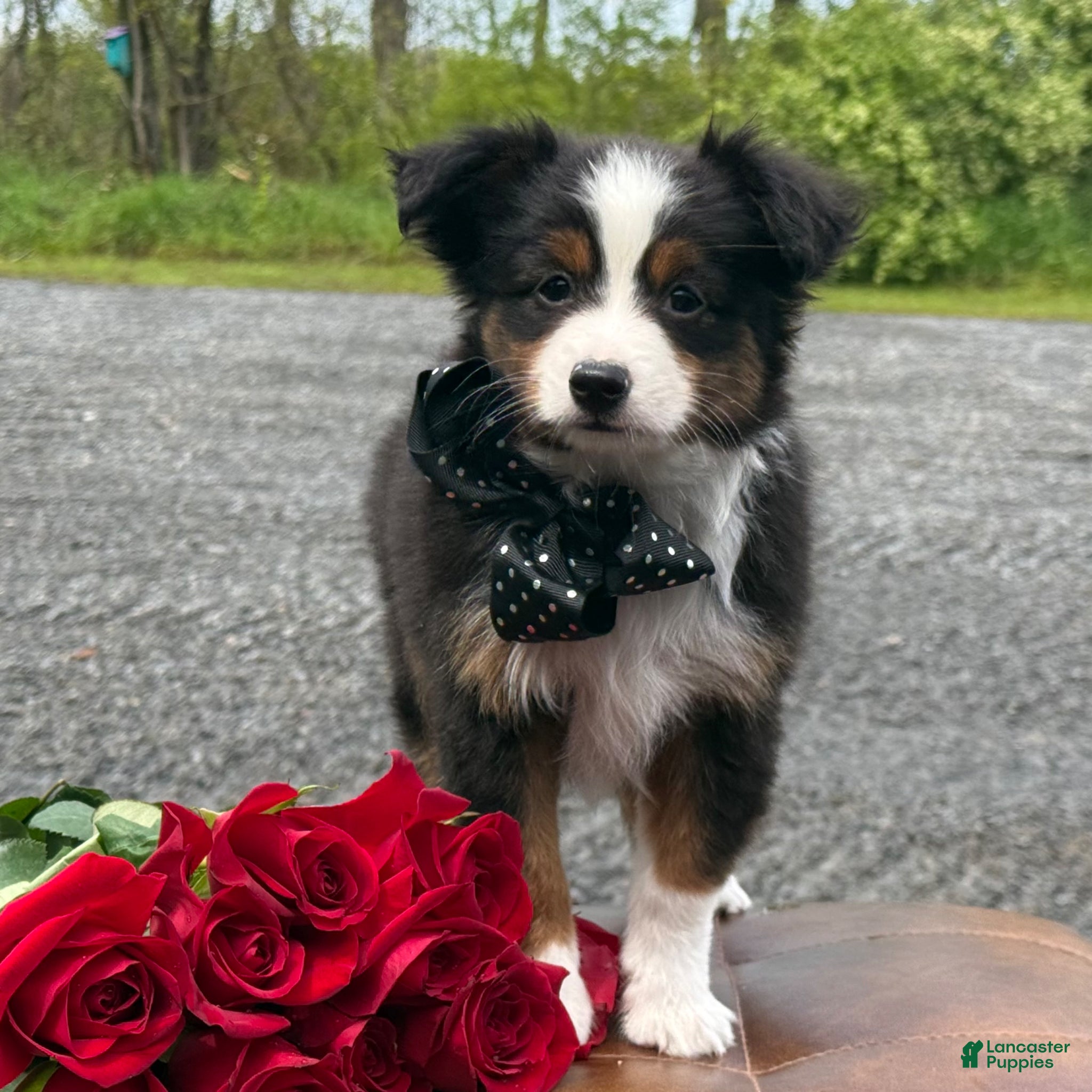 Toy Australian Shepherd dogs Tommy - Ad 1