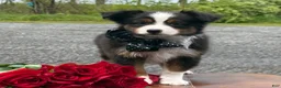 Toy Australian Shepherd dogs for sale: Tommy - Ad 1