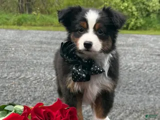 Toy Australian Shepherd dogs for sale: Tommy - Ad 2