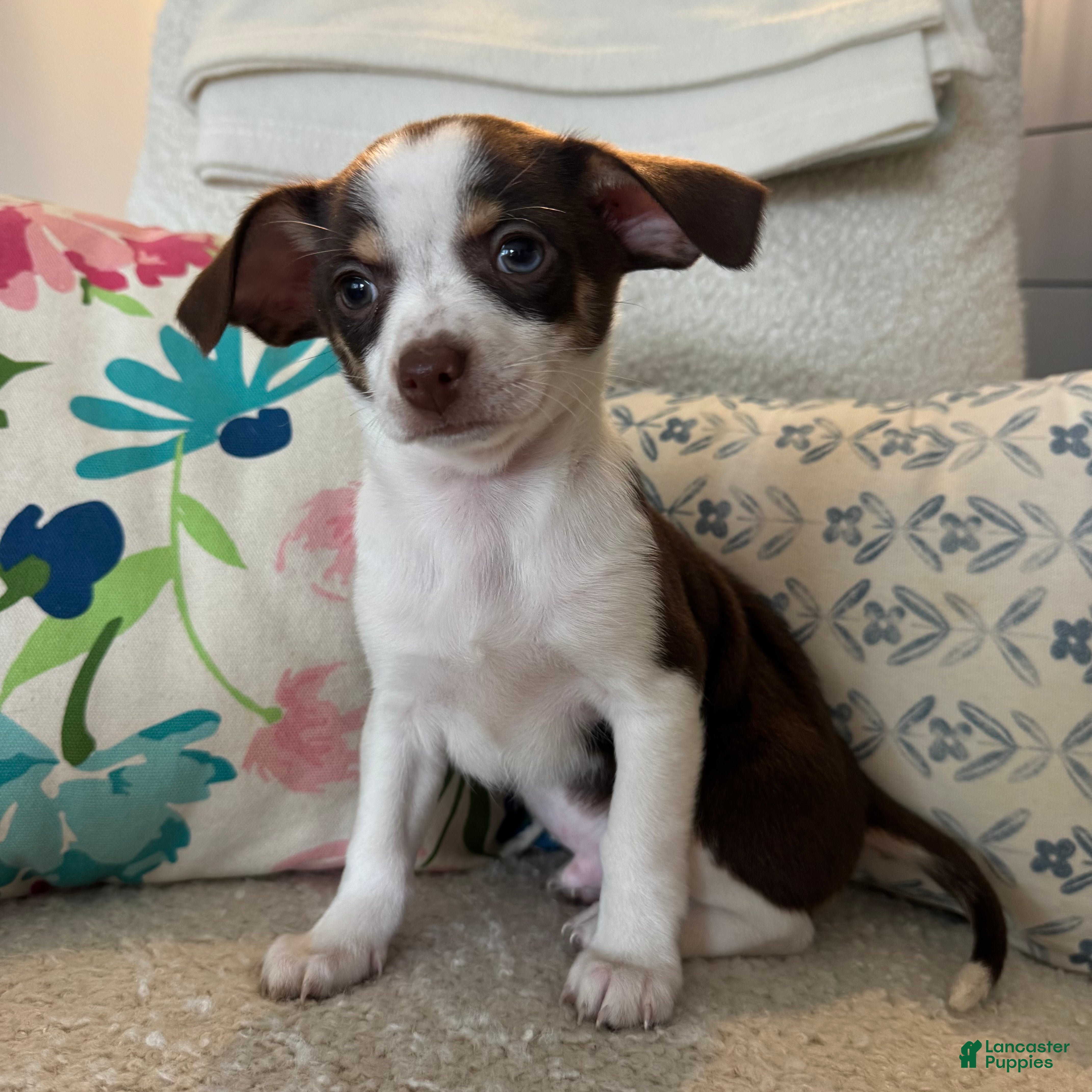 Chihuahua dogs luke  - Ad 29