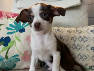 Chihuahua dogs luke - Ad 29