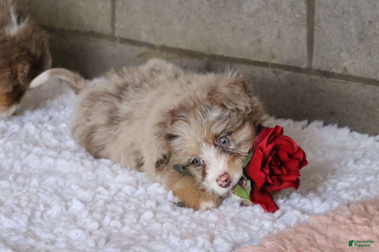 Mixed Breed dogs Poppy  - Ad 27