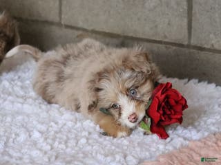 Mixed Breed dogs Poppy - Ad 27