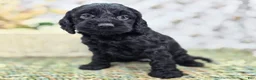 Cockapoo dogs for sale: Frostbite - Ad 15