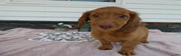 Miniature Dachshund dogs for sale: Miniature Dachshund 1 Rancy - Ad 3