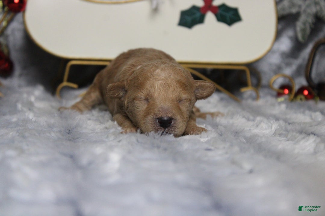 Toy Poodle dogs for sale: Garnet  - Ad 3