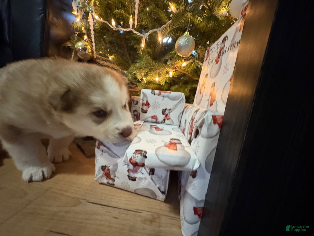 Mixed Breed dogs for sale: Rosie - Ad 5