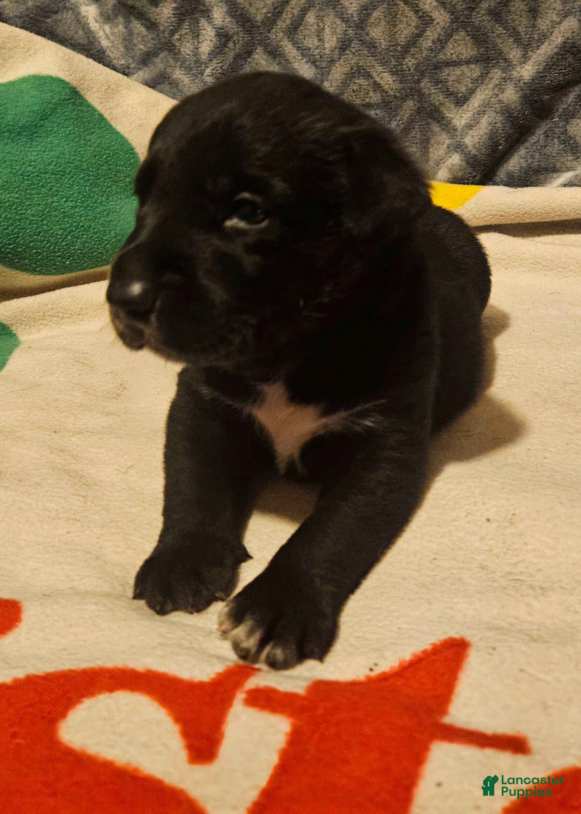 Border Collie dogs Charley - Ad 21