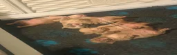 American Bully dogs for sale: American Bully 2 - Ad 31