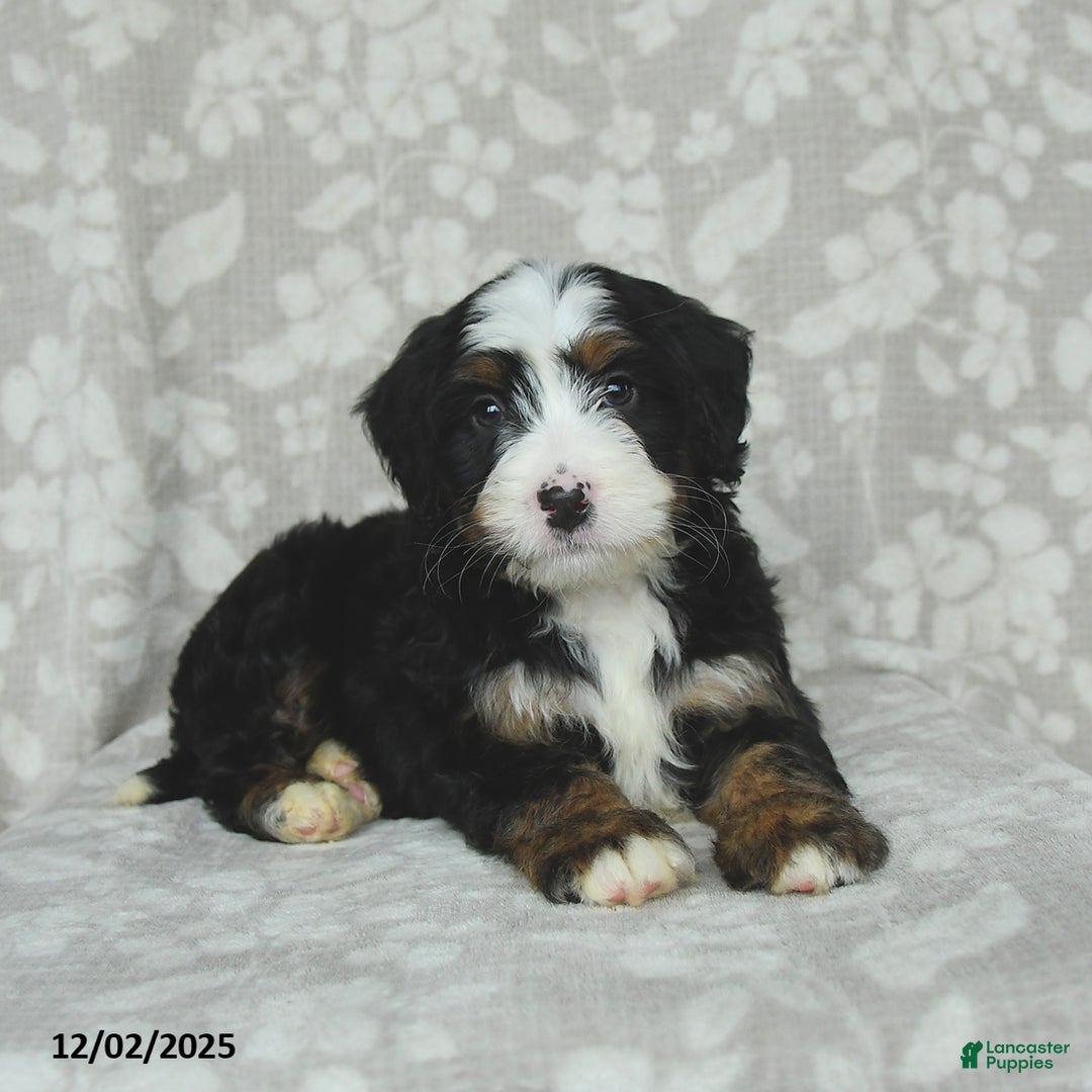 Mini Bernedoodle dogs for sale: Toby - Ad 4