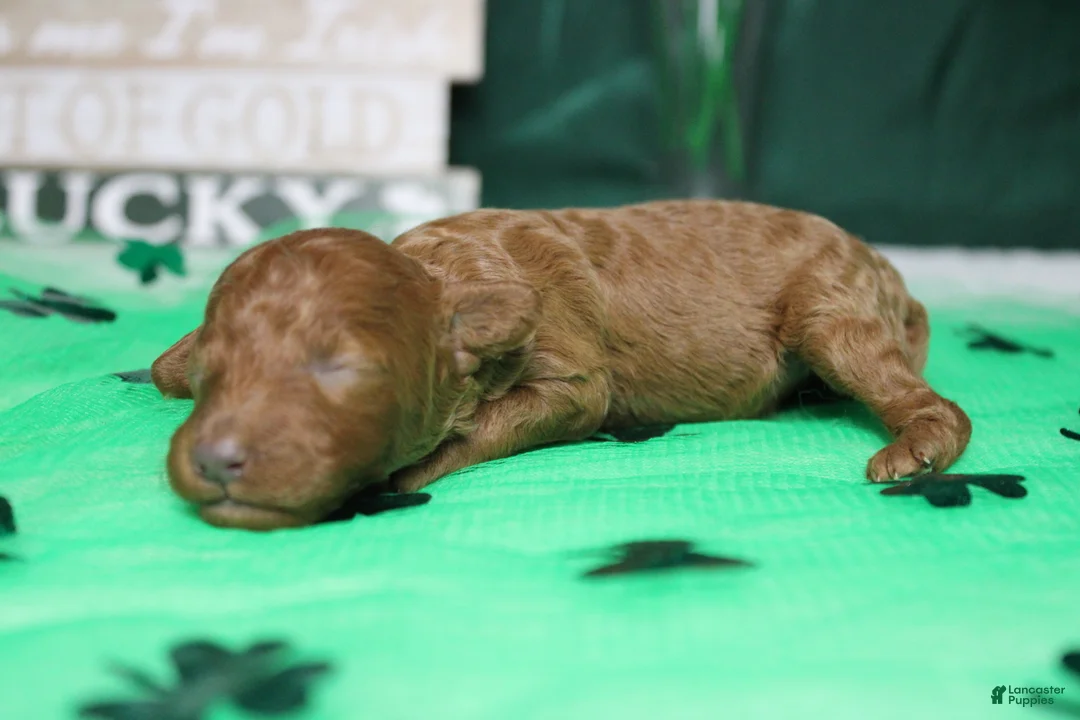 Miniature Poodle dogs for sale: De Anna - Ad 7