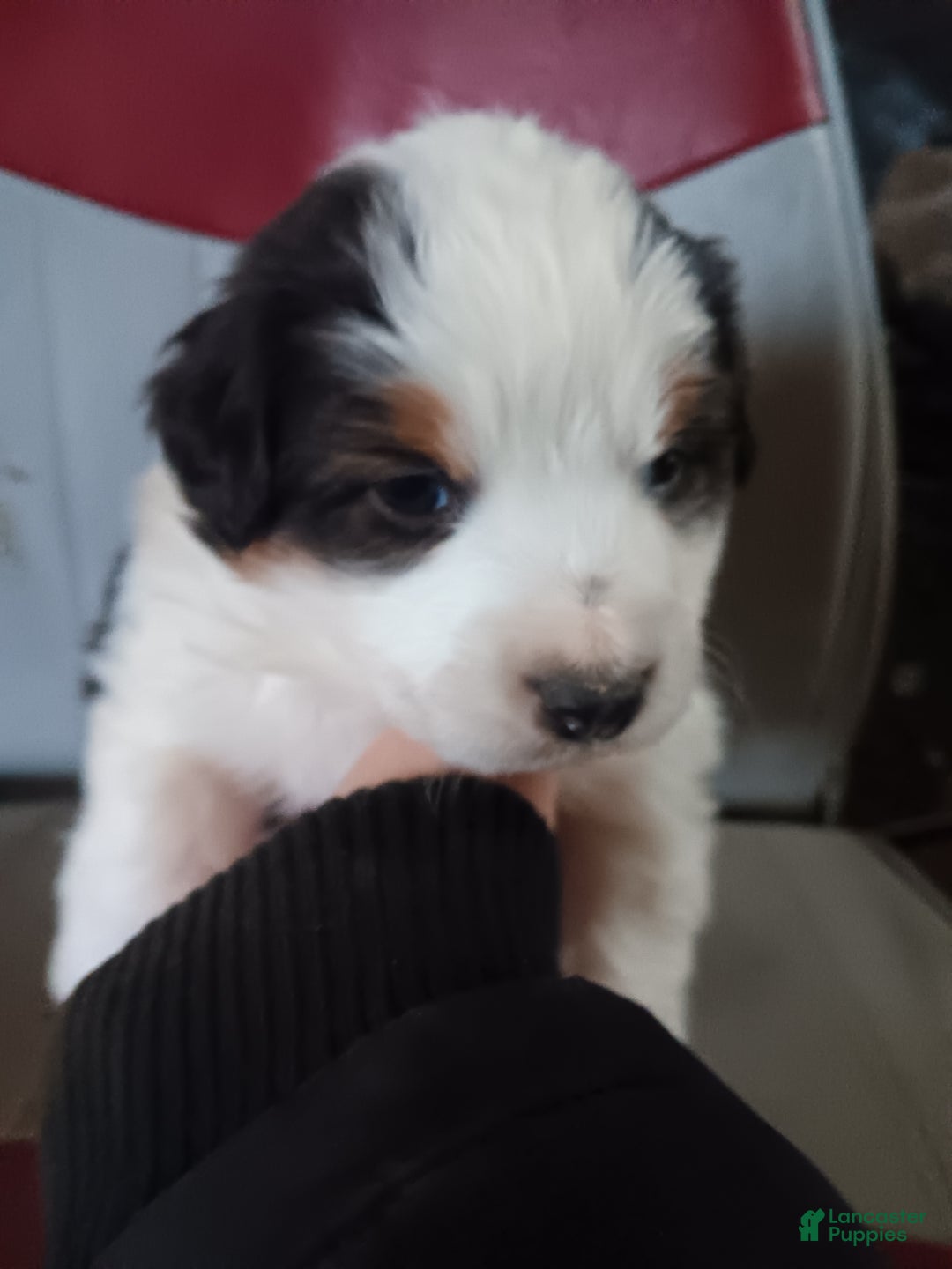 Australian Shepherd dogs for sale: Oreo - Ad 8