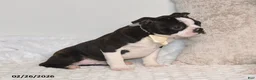 Boston Terrier dogs for sale: Billy - Ad 4