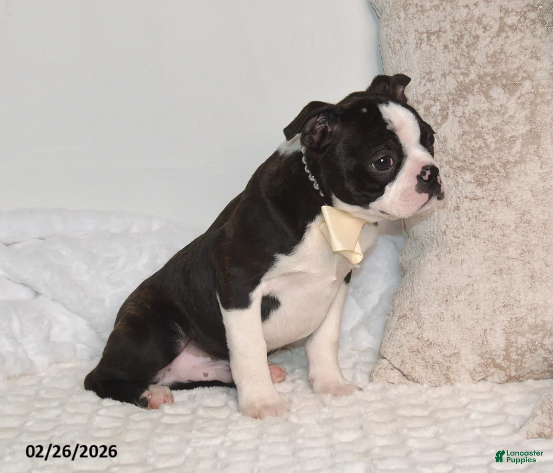 Boston Terrier dogs for sale: Billy - Ad 4