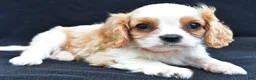 Cavalier King Charles Spaniel dogs for sale: Kobe - Ad 3