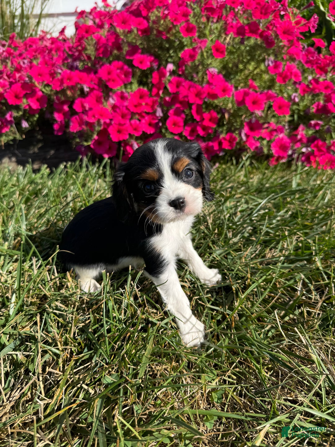 Cavalier King Charles Spaniel dogs for sale: Roscoe - Ad 25