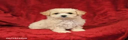 Maltipoo dogs for sale: Mariachi - Ad 2
