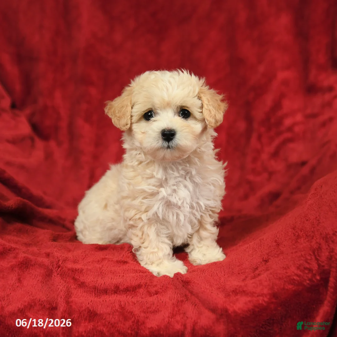 Maltipoo dogs for sale: Mariachi - Ad 2