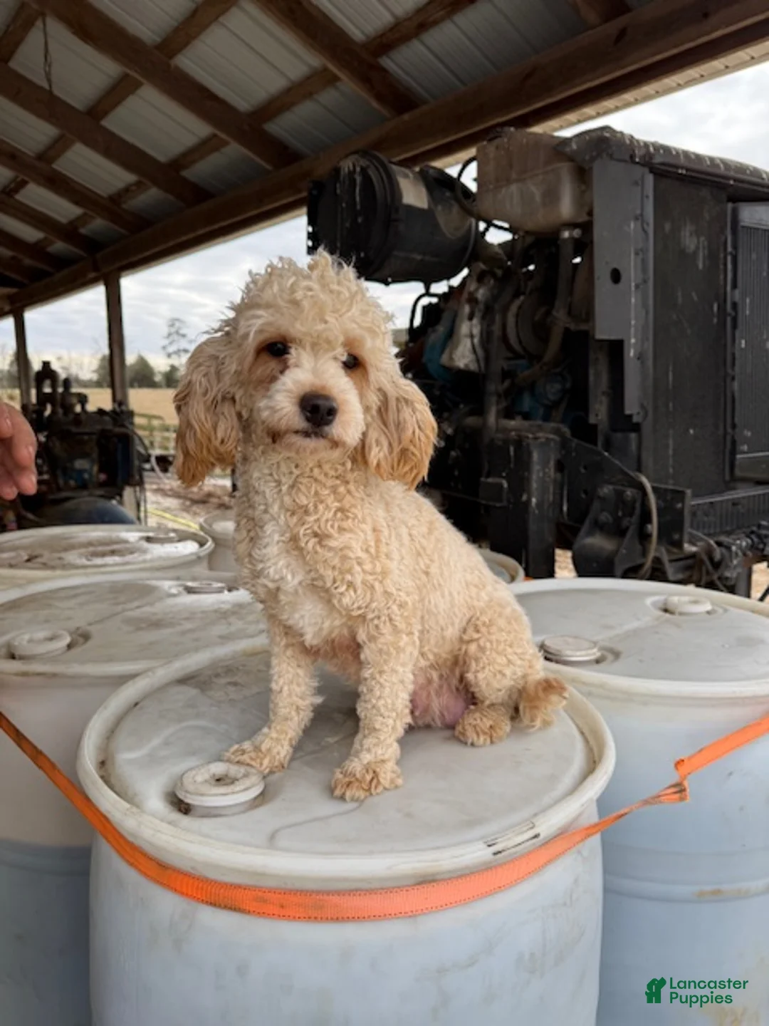 Cavapoo dogs for sale: Cavapoo Puppy 1 - Ad 10