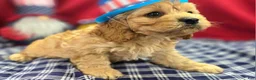 Cockapoo dogs for sale: Knotty - Ad 8