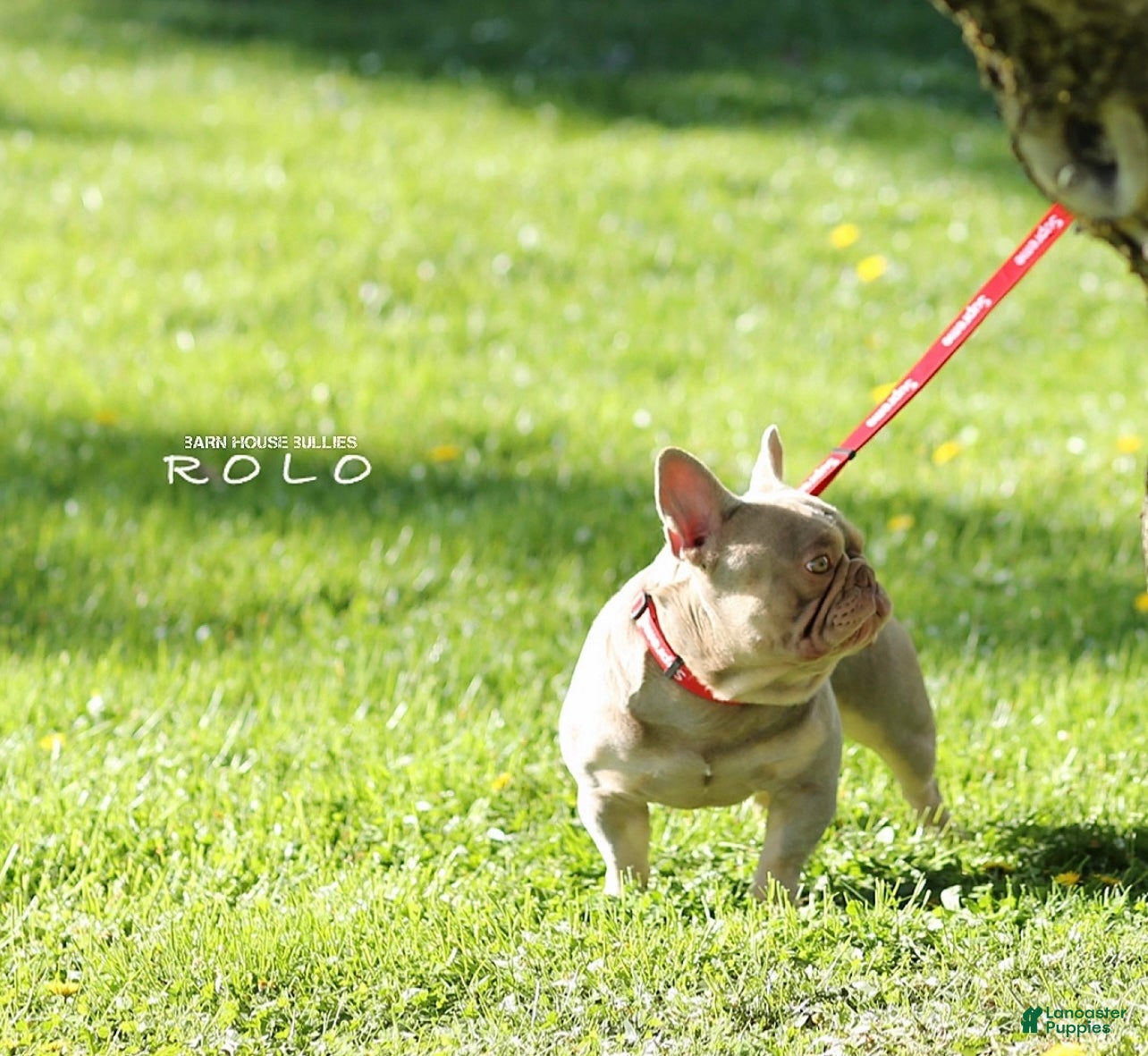 French Bulldog dogs Rolo - Ad 1