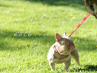 French Bulldog dogs for sale: Rolo - Ad 2