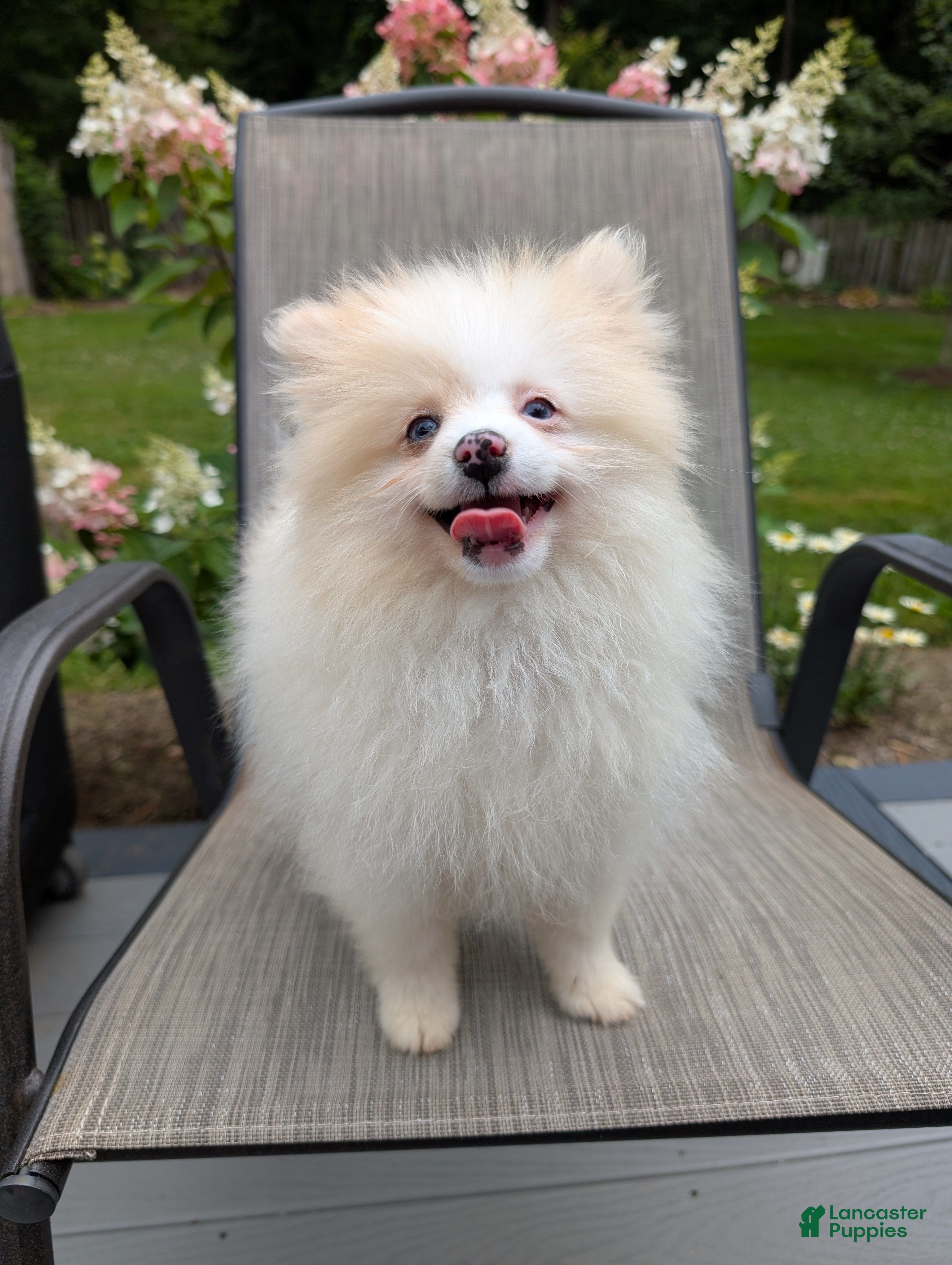 Pomeranian dogs Petunia - Ad 1