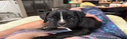 Boxer dogs for sale: Dante AKC Euro - Ad 3