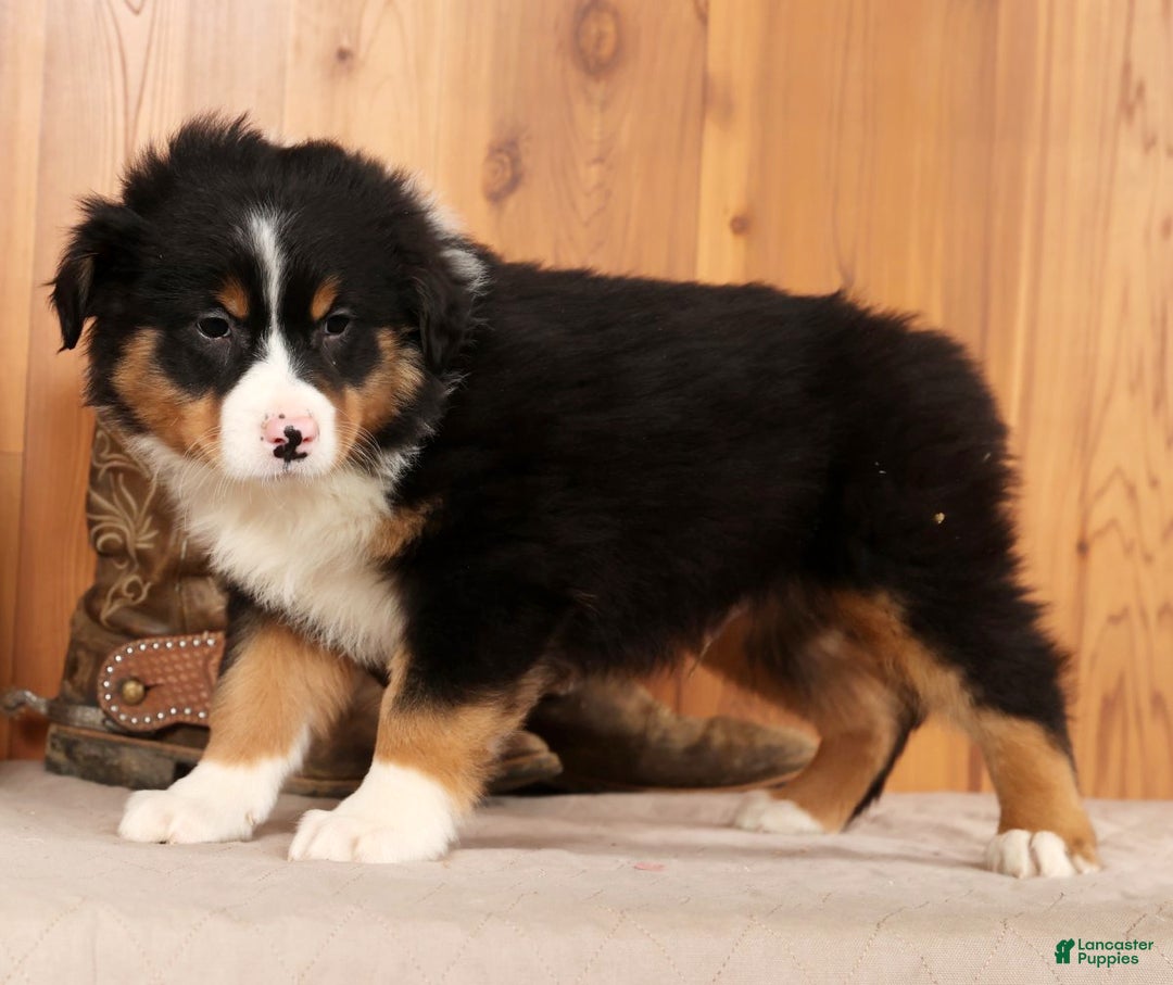 Australian Shepherd dogs for sale: Trooper - Ad 5