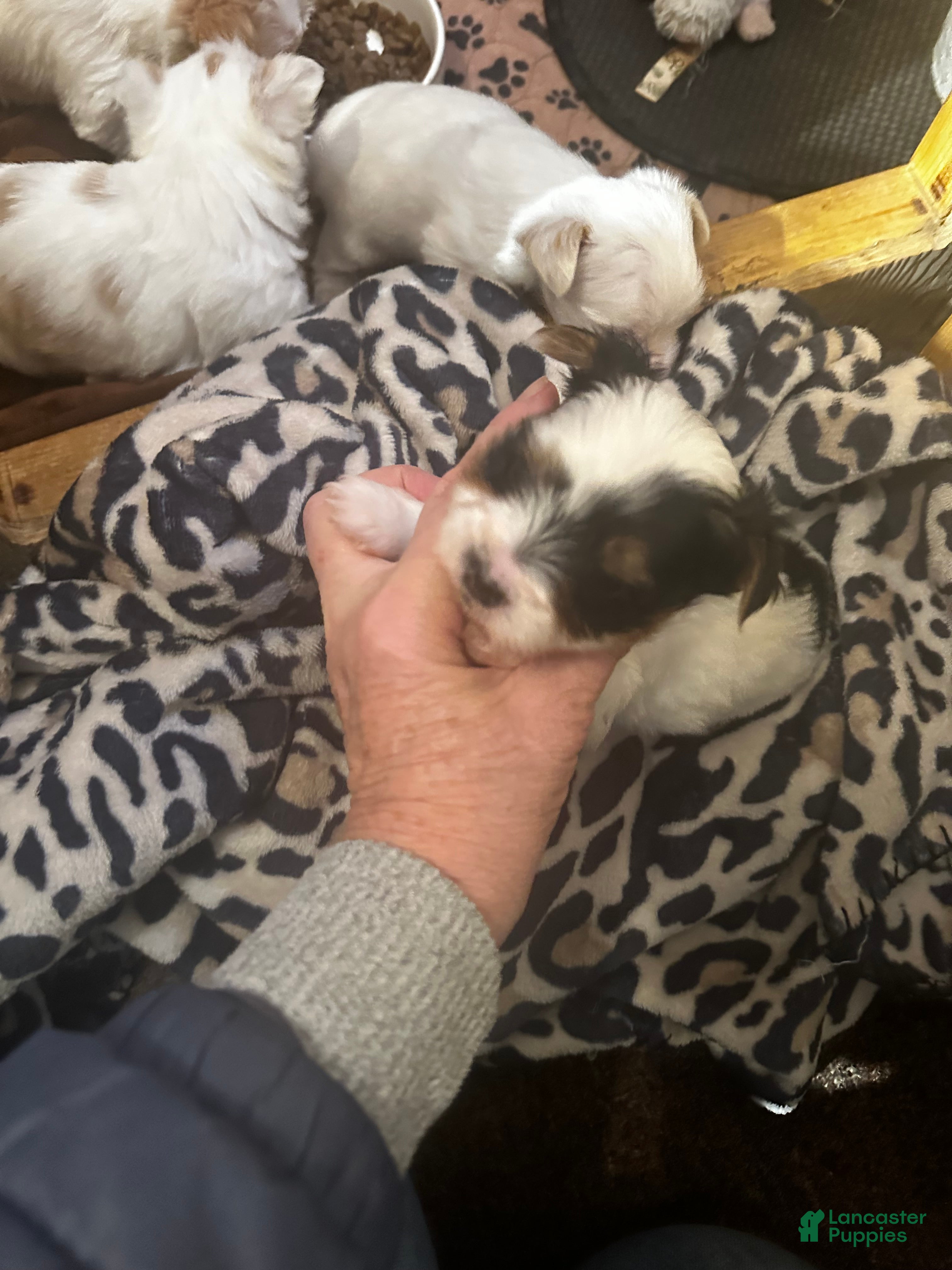 Yorkshire Terrier dogs AKC Petal - Ad 7