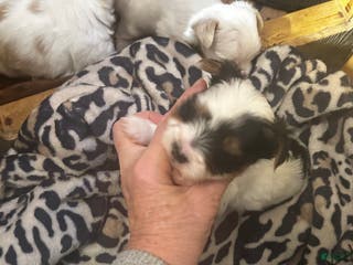 Yorkshire Terrier dogs AKC Petal - Ad 5