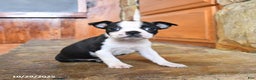 Boston Terrier dogs for sale: Jemma - Ad 5