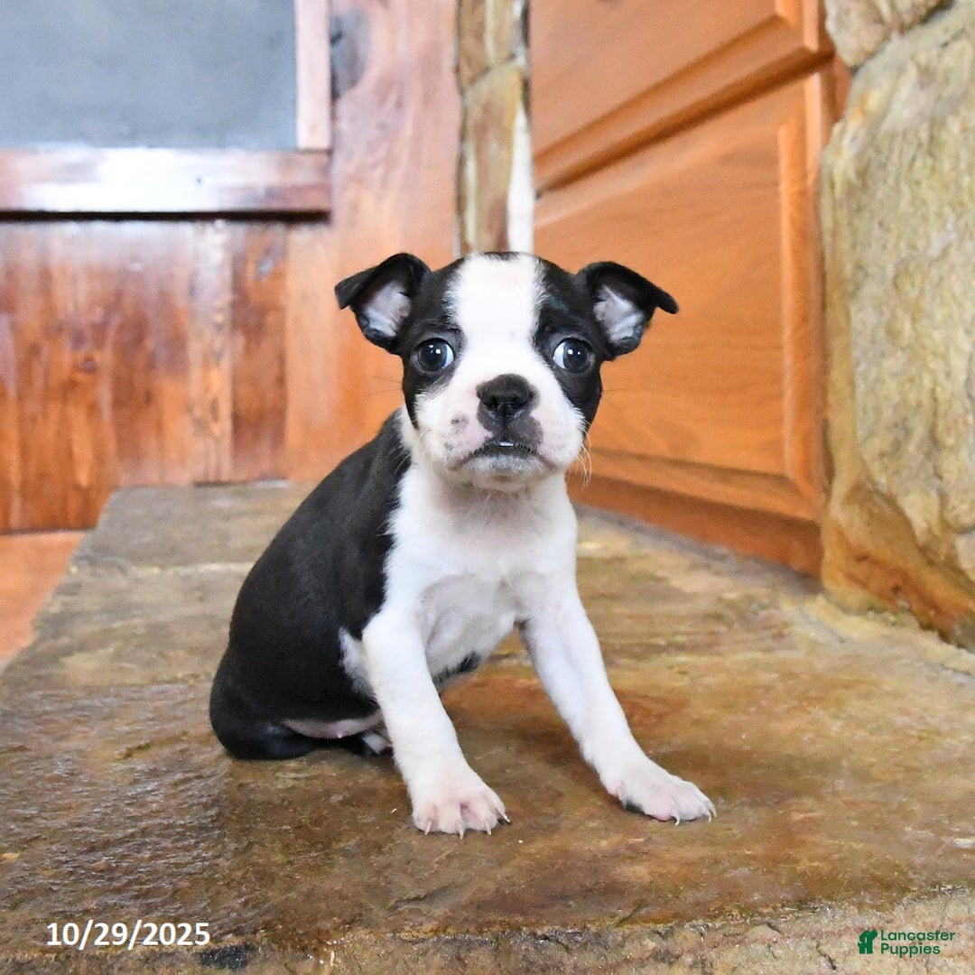 Boston Terrier dogs for sale: Jemma - Ad 5