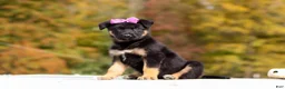 German Shepherd dogs for sale: Renae - Ad 5