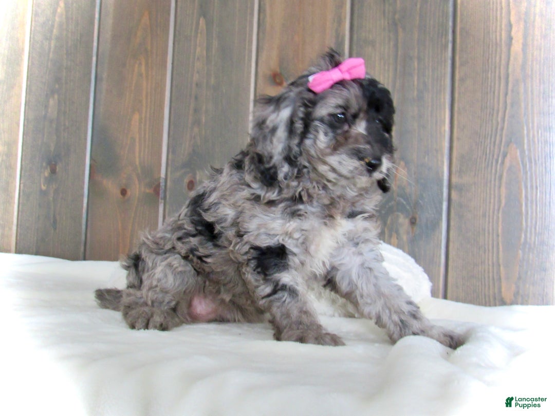 Mini Goldendoodle dogs for sale: Ellie - Ad 11